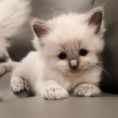 super sweet fluffy female. . Kittens foe sale